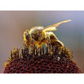 Продам пчелопакеты, пчелосемьи