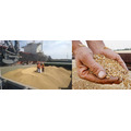 Пшеница 3 класс цена зависит от порта получения пшеницы