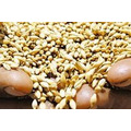 Фуражное зерно: пшеница, ячмень, овес, тритикале, кукуруза.