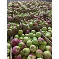 яблоки сетевое качество