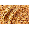 Пшеница белок 11,5