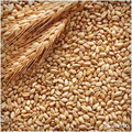 Пшеница высокого качества