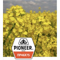 PIONEER PR46H75 импортный гибрид рапса