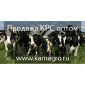 Продажа племенных пород КРС молочного направления, нетели, коровы, телки по Казахстану и СНГ.