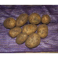 Молодой картофель урожая 2022 г оптом от производителя