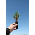 Сеянцы сосны сибирской кедровой Pinus sibirica 1-2 лет ЗКС - закрытая корневая система