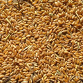 Реализуем пшеницу 3, 4, 5 класса, качество ГОСТ. 
