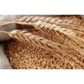 Куплю пшеницу 3 класс в Калининграде