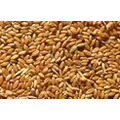Пшеница #3 продовольственная оптом