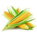 Компания СмоленскАгро реализует Кукурузу 1,2 класса, качество ГОСТ.