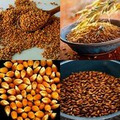 Продам зерно оптом и в розницу в Брянске и области
