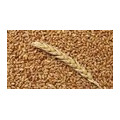 Реализуем пшеницу 3, 4, 5 класса