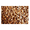 Пшеница продовольственная и фуражная оптом