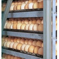 Инкубационное яйцо от 360 штук. Испания, Венгрия: Кобб-500, Росс 308, Сассо, Цветной бройлер