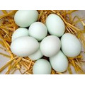 Инкубационное яйцо утки Агидель, Стар-53
